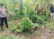 Geger! Kerangka Manusia Ditemukan di Kebun Pisang Desa Kota Way