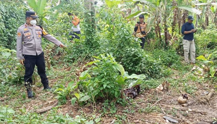 Geger! Kerangka Manusia Ditemukan di Kebun Pisang Desa Kota Way