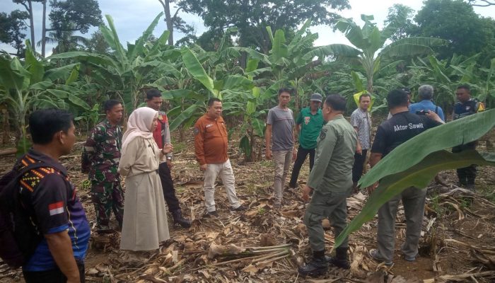 DLH, BKSDA, dan Aparat Desa Kolaborasi Tangani Kawanan Gajah Liar di Buana Pemaca