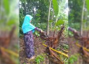 Masyarakat Damarpura Dibuat Geger, Beruang Liar Ukuran Besar Berkeliaran dan Rusak Kebun Warga