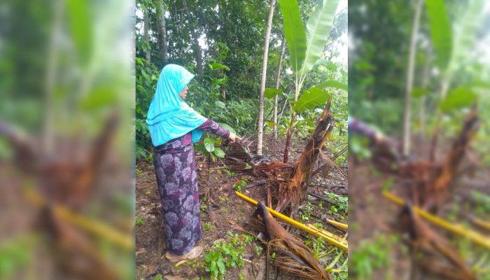 Masyarakat Damarpura Dibuat Geger, Beruang Liar Ukuran Besar Berkeliaran dan Rusak Kebun Warga
