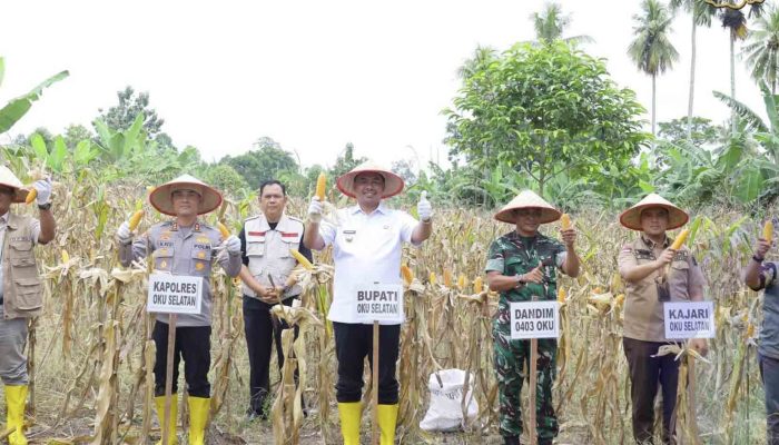 Bupati OKU Selatan Hadiri Panen Raya Jagung Serentak Kuartal I 2026