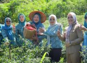 Ketua TP-PKK OKU Selatan Panen Cabai di Tanjung Jaya, Dorong Ketahanan Pangan Keluarga