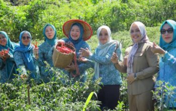 Ketua TP-PKK OKU Selatan Panen Cabai di Tanjung Jaya, Dorong Ketahanan Pangan Keluarga