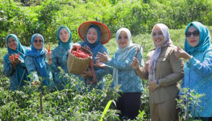 Ketua TP-PKK OKU Selatan Panen Cabai di Tanjung Jaya, Dorong Ketahanan Pangan Keluarga