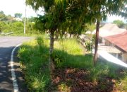 Rumput Liar Makin Tak Terurus, Lingkungan Kantor Pemkab OKU Selatan Terlihat Serut