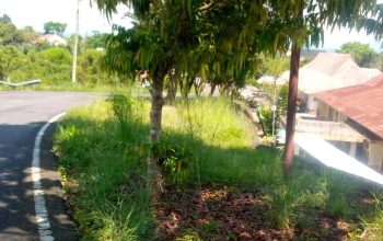 Rumput Liar Makin Tak Terurus, Lingkungan Kantor Pemkab OKU Selatan Terlihat Serut